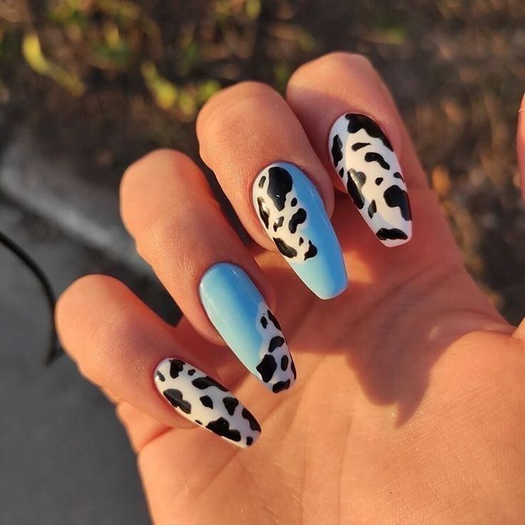 Trendy Ombre Nail Design with Playful Blue and Black-White Cow Print.