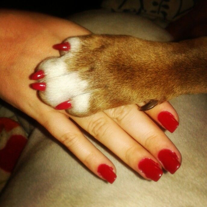 Charming Vibrant Red Nail Design with Playful Paw Accent.